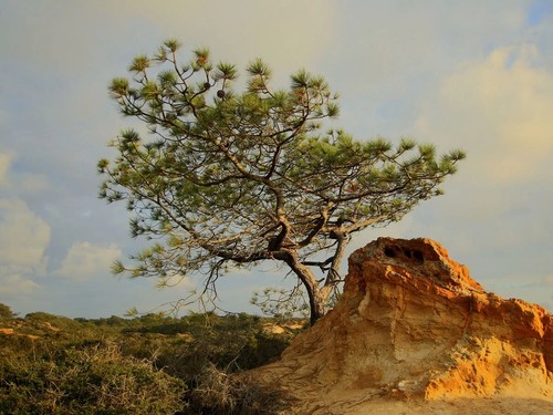 Pinus torreyana torrey pine - pinus,