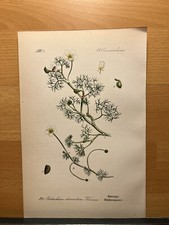 1886 antica illustrazione