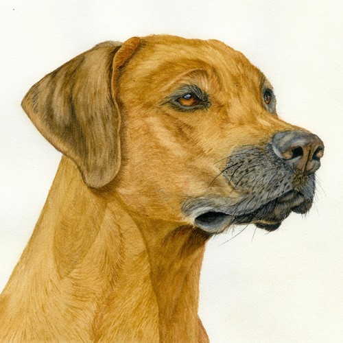 Ritratto cane rhodesian - ritratto,