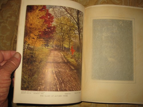 Trees 1907 book nature - 1907,