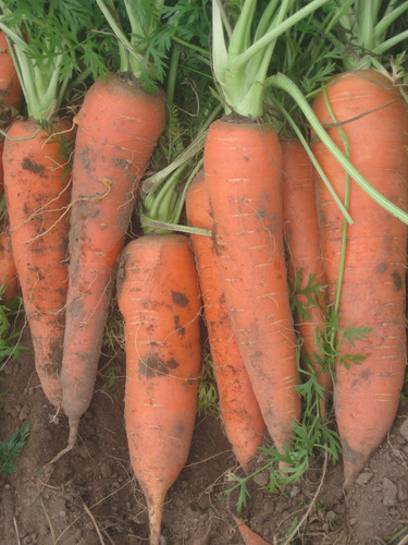 Carota flakkee 50 semi - carota, –