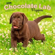 Cioccolato Labrador Retriever Cuccioli | Calendario da parete 2026 12x24" (da appendere)