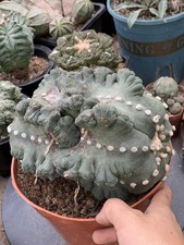 Raro Astrophytum asterias cv