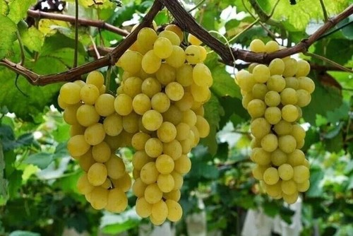 Uva moscato pregiatissima - moscato,