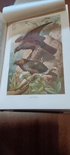 A.E.BREHM LA VITA DEGLI ANIMALI MAMMIFERI VOLUME IV UTET 1893 TAVOLE A COLORI