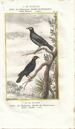 Stampa antica uccelli merlo - stampa,