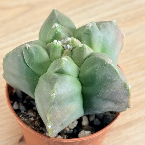 Astrophytum myriostigma nudum