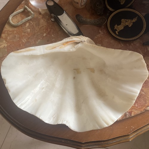 Tridacna gigas naturale - gigas,