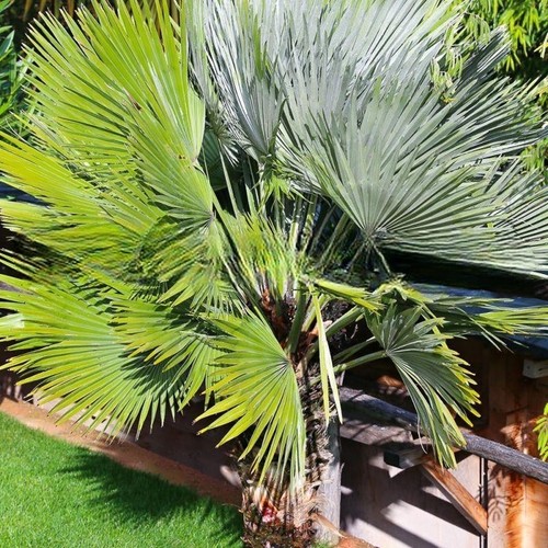 Chamaerops humilis vulcano - 'vulcano',