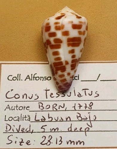 Conus tessulatus beautiful - conus,