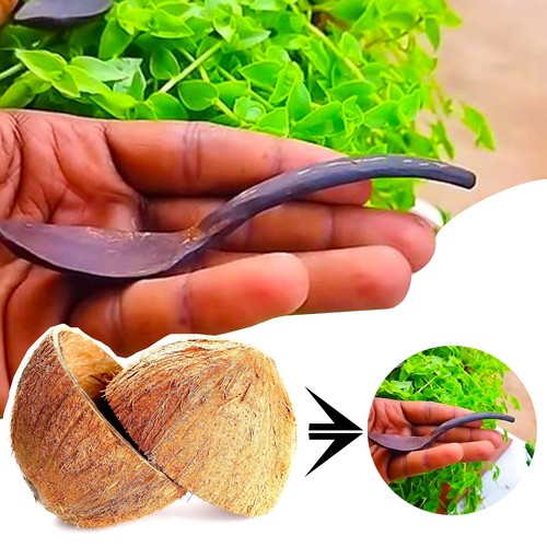 Cucchiaio bastonare - cucchiaio,