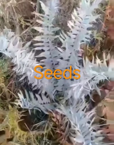 Semi encephalartos - semi, di