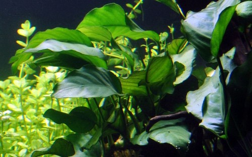 Aquarium pianta anubias - aquarium,