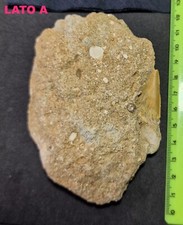 Otodus obliquus cm 10 - ,