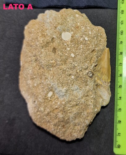 Otodus obliquus cm 10 - otodus,