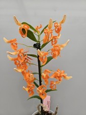 Dendrobium unicum 