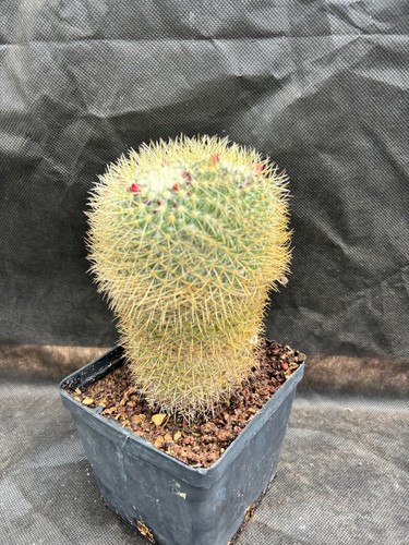 Mammillaria pringlei vivaio - mammillaria, -vivaio