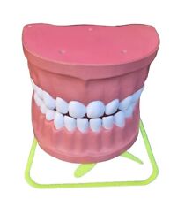 Dentiera Robusto Modello Dentale - Modellino Per Pulizia Orale Insegnamento