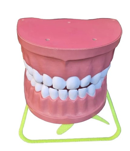 Dentiera robusto modello - dentiera,
