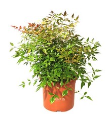 KENTIS - Nandina Domestica