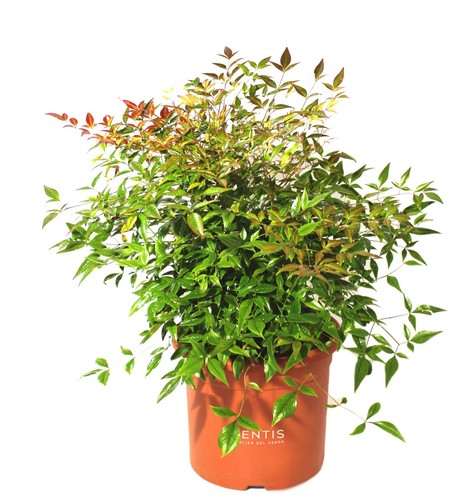 Kentis nandina domestica - kentis,
