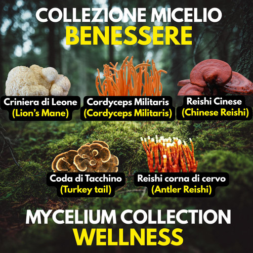 Kit funghi wellness colture - kit,