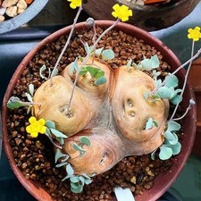 Pianta di cactus succulenta