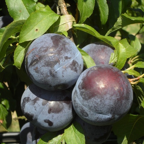 Pianta frutto susino black - frutto,
