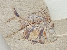 Aipichthys fantastico pesce - aipichthys,