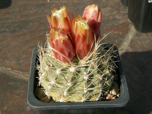 Sclerocactus pubispinus - , sb