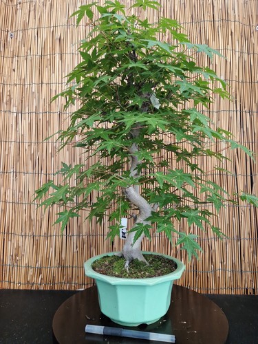 Bonsai acero yamamomijii - di,
