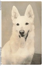Axop9 0952 animali cane - -,