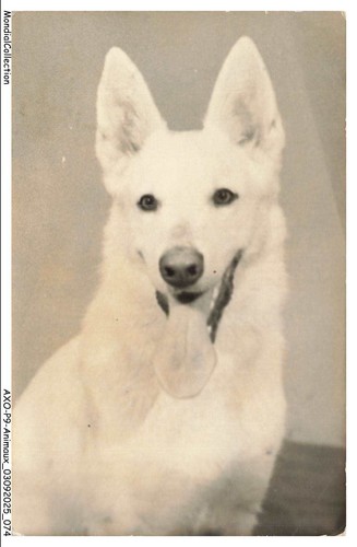 Axop9 0952 animali - -, cane