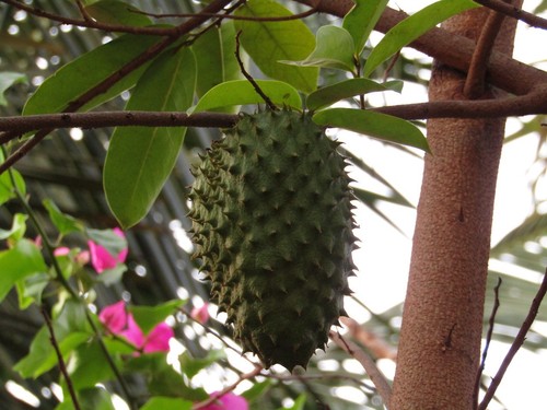 Annone spinato annona muricata - annone,