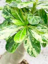 5 semi di Adenium obesum VARIEGATO  - ROSA DEL DESERTO 