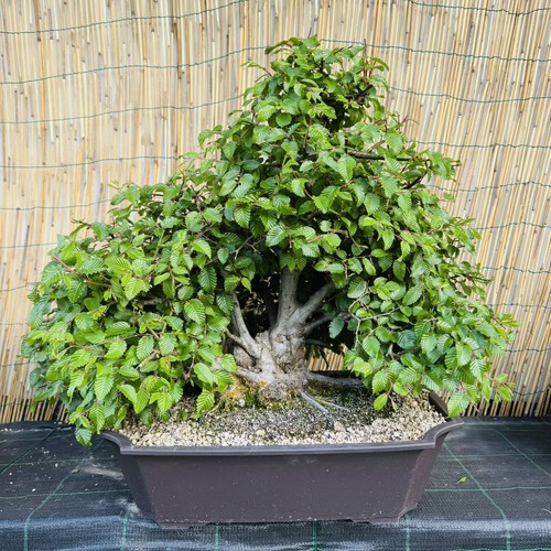 Pre bonsai carpino - pre,