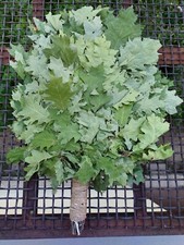 12° quercia scope canadesi +