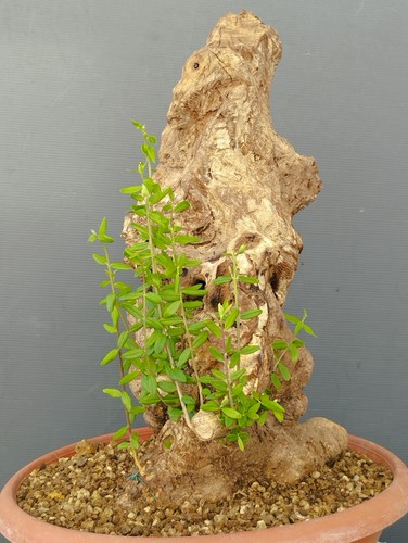 Bonsai olivastro 40x30 - 40x30, in