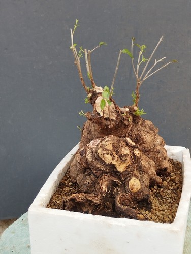 Bonsai olivastro 30x30cm - 30x30cm, in