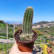 ?❤️Vaso Ø 10 Cm Tric CEREUS MULTIPROLIFERUM Rare Plant Cactus?️?+Omaggio