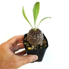Euphorbia bupleurifolia MASCHIO 5,2 cm x 4,7 cm - rara succulenta caudiciforme