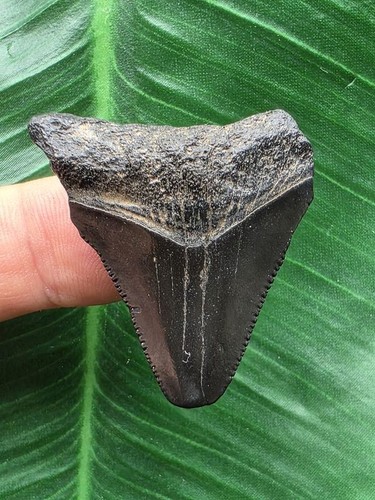 Dente nero del megalodonte - , 3,7