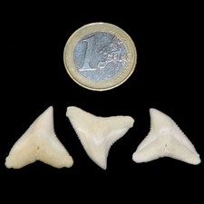 Lotto Denti Squalo 3 Pezzi