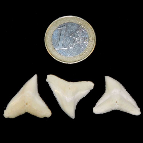 Lotto denti squalo - 3, pezzi
