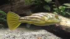 African Fahaka Puffer