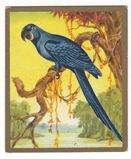 19/379 SAMMELBILD  VOGEL