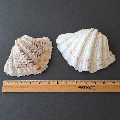 Conchiglia tridacna gigas - conchiglia,