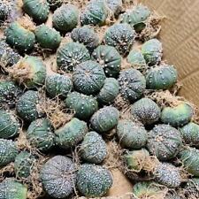 2/5/10 pezzi raro mix