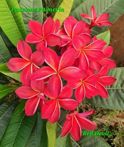 Talea plumeria - talea, di