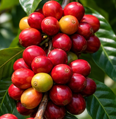 Caffè liberica premium - liberica, 120+